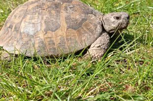 Visite specialistiche per animali non convenzionali