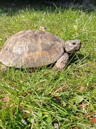 Visite specialistiche per animali non convenzionali