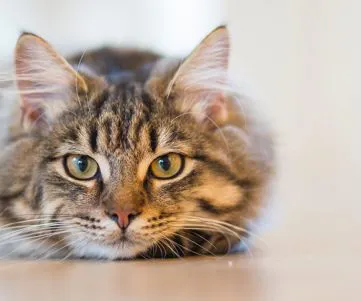 Gatto