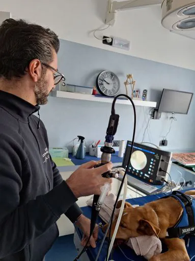 servizio di endoscopia