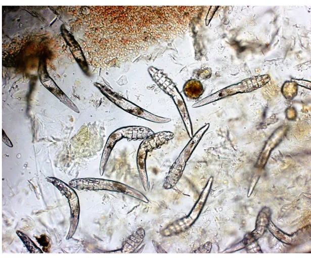 Servizio di visite dermatologiche