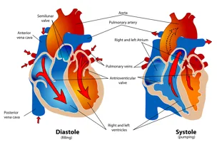Servizio di visite cardiologiche ed esami ecocardiografici
